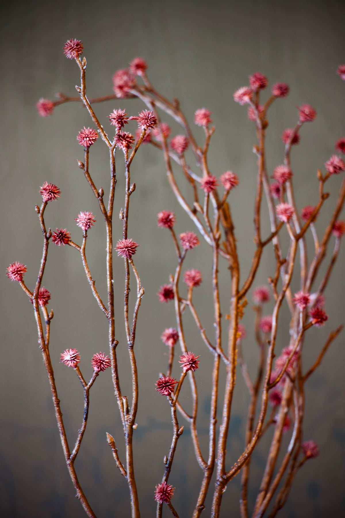 Wilgentak Fantasy Roze - 100 cm