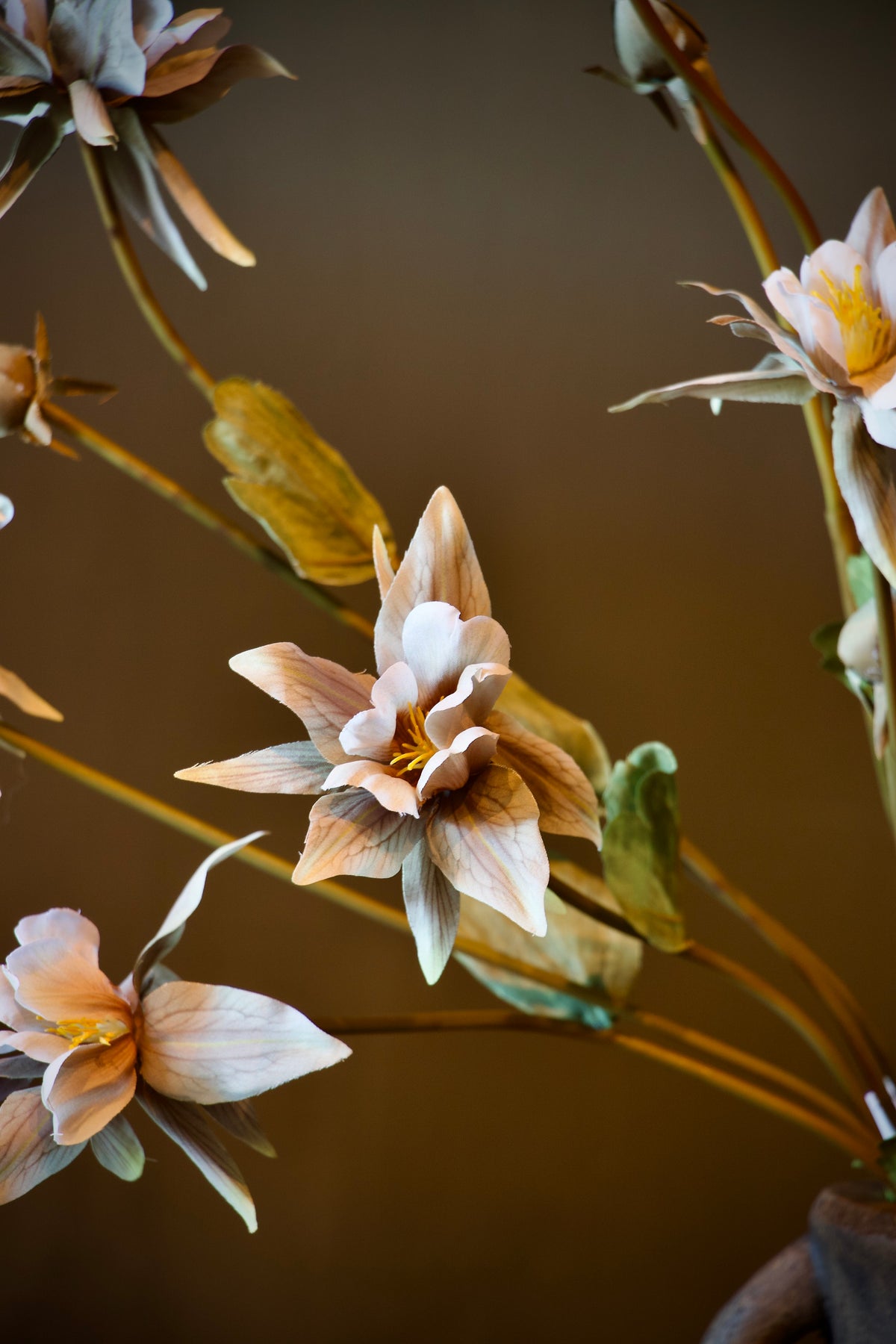 Aquilegia Off White - 80 cm