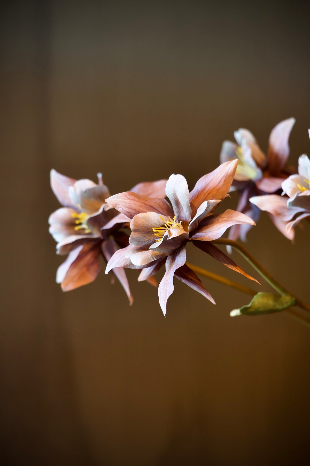 Aquilegia Purple - 80 cm