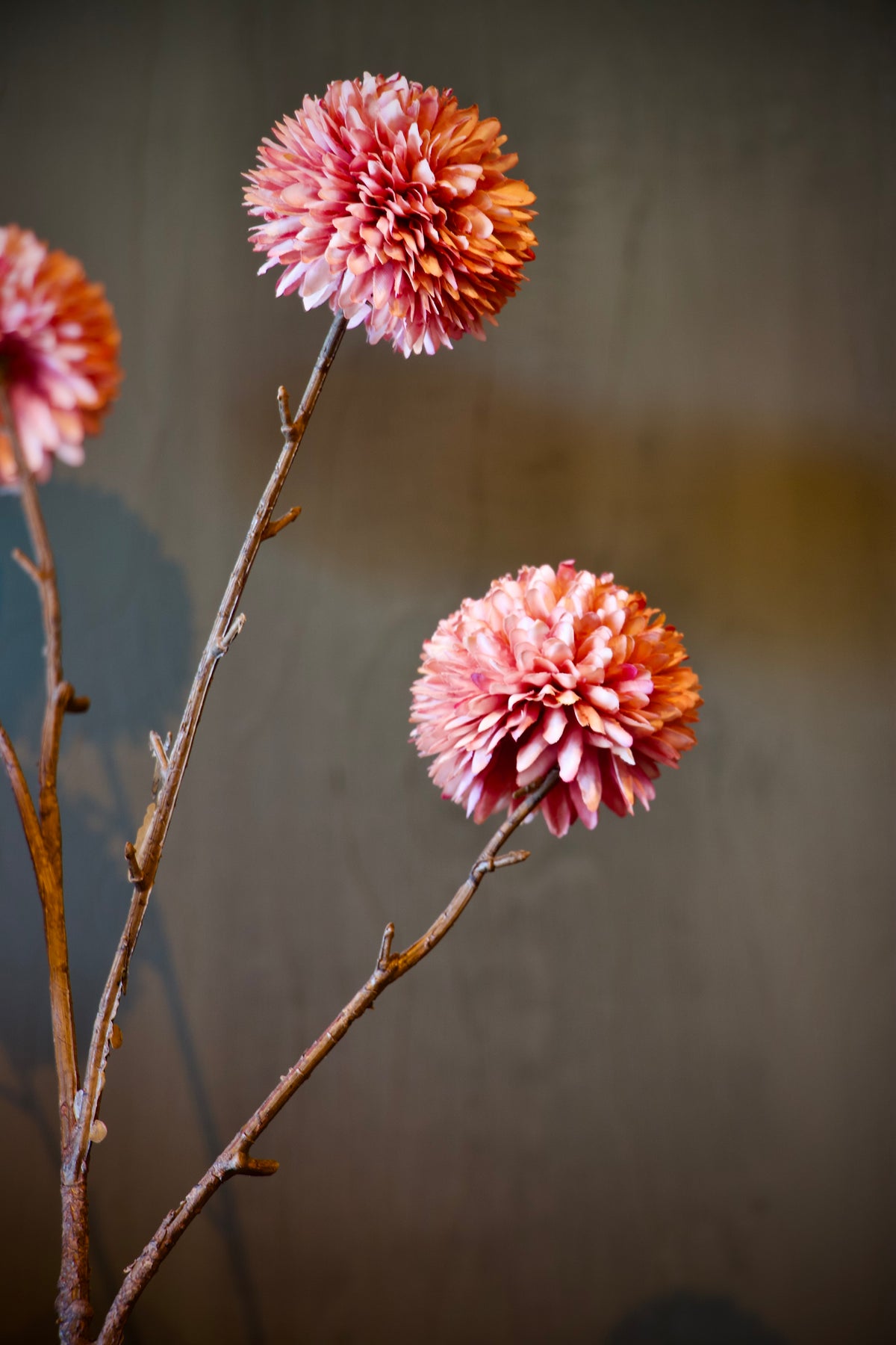 Chrysanthemum Grande Roze - 90 cm