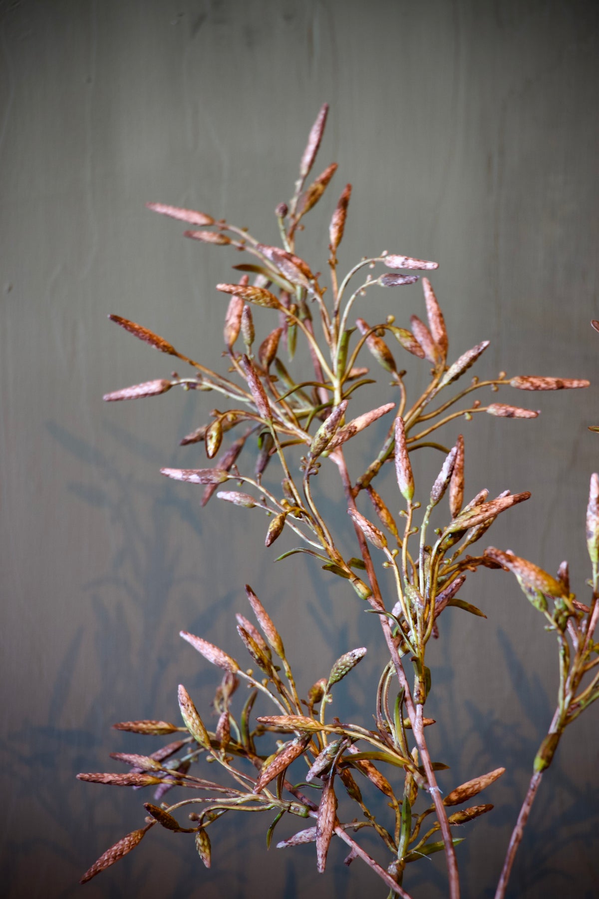 Dictamnus Tak Roze - 100 cm