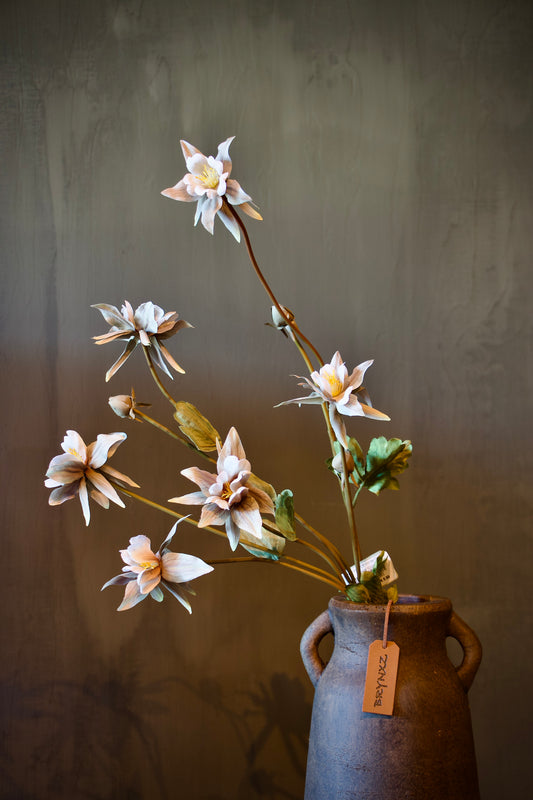 Aquilegia Off White - 80 cm