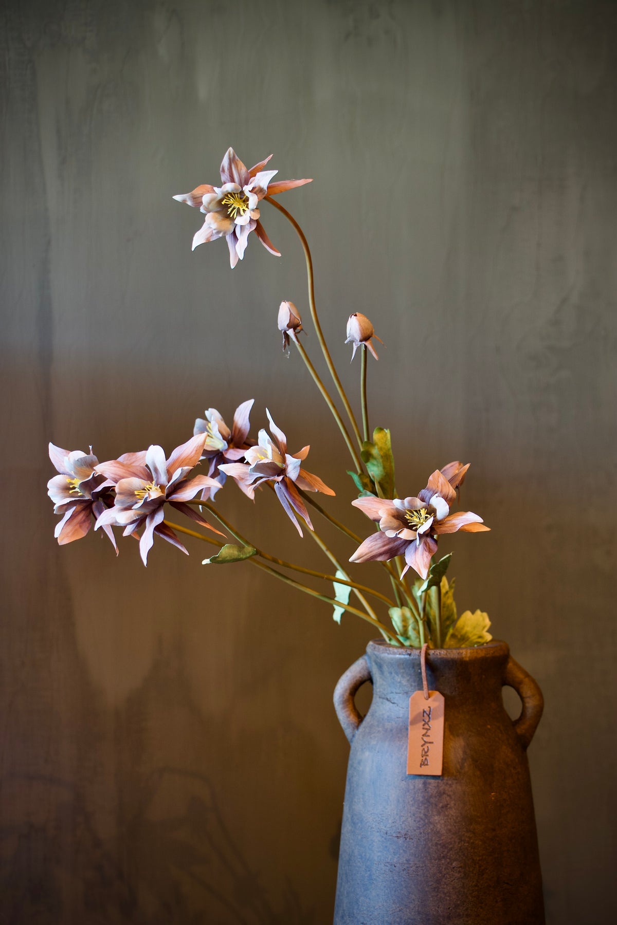Aquilegia Purple - 80 cm